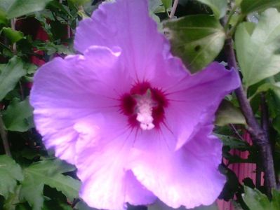 Hibiscus de gradina mov