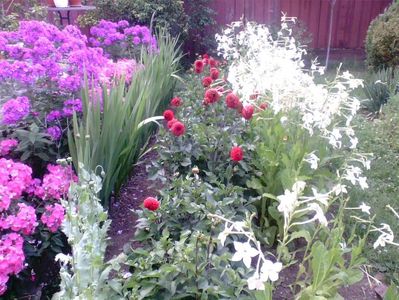 Phlox , gladiole , dalii rosii , regina noptii