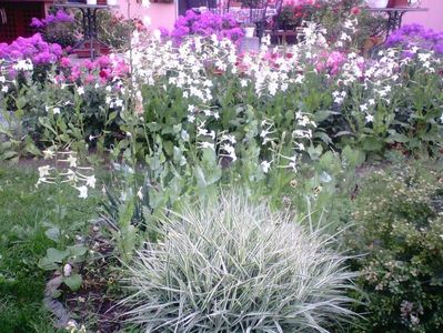 Iarba decorativa , regina noptii , phlox