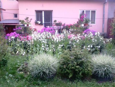 iarba decorativa , regina noptii , phlox