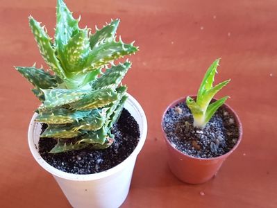Aloe squarrosa