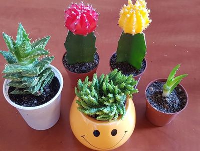 Grup achizitionat ieri 13.01.2018; Am dat in mintea copiilor de mi-am luat cactusi colorati :))
