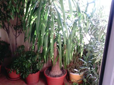 Ficus Benjamina , Schefflera , Yucca (3m)- cu tulpina cat ghiveciul !