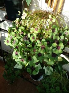 OxalisTetraphylla