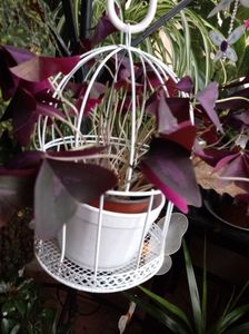 OxalisTriangularis