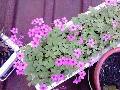 OxalisArticulata