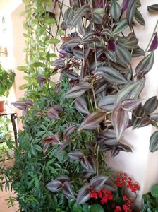 Passiflora, TradescantiaZebrina