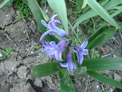 Hyacinthus orientalis L.1753.; Denumire acceptata.
