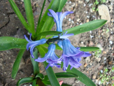 Hyacinthus orientalis L.1753.; Denumire acceptata.
