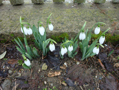 Galanthus nivalis L.1753.; Denumire acceptata.
