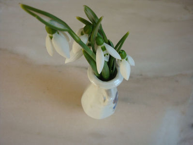 Galanthus nivalis L.1753.; Denumire acceptata.
