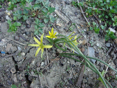 Gagea minima  (L.) Ker Gawl.1816.; Denumire acceptata.
