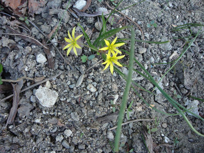 Gagea minima (L.) Ker Gawl.1816.; Denumire acceptata.
