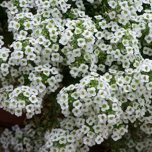 Seminte de Ciucusoara - 9,6 lei; Seminte de Ciucusoara - Alyssum Carpet of Snow
