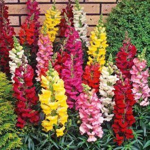 Seminte de Gura Leului - 9,6 lei; Seminte de Gura Leului - Antirrhinum Snap Happy Mixed
