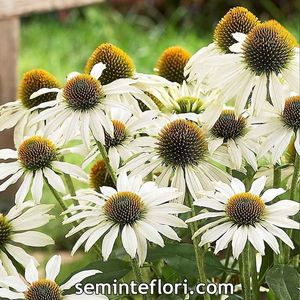 Seminte de Echinacea - 11,3 lei; Seminte de Echinacea White Swan Primadonna
