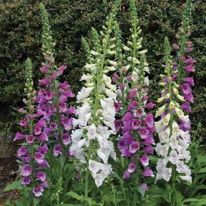 Seminte de Degetar - 9,6 lei; Seminte de Degetar - Foxglove Digitalis Excelsior Mixed
