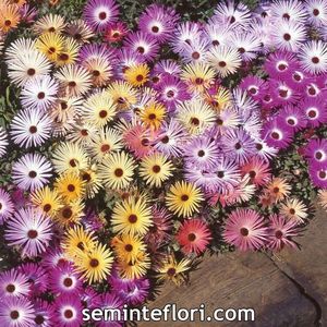 Seminte de Floare de Gheata - 9,4 lei; Seminte de Floare de Gheata - Mesembryanthemum Kings Sunshine Mix
