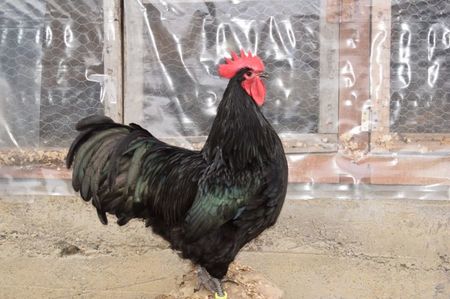 Australorp Negru Matca 2018