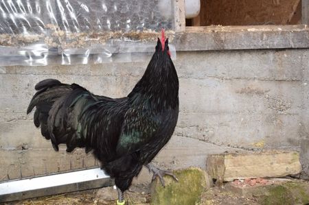 Australorp Negru Matca 2018
