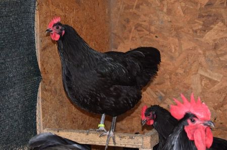 Australorp Negru Matca 2018