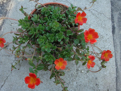 Portulaca oleracea 'Toucan Hot Mix'; Hibrid.
