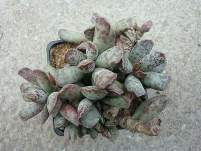 Adromischus cooperii (Baker) A.Berger 1930.; Specie acceptata. Origine: Africa de Sud :Eastern Cape, Noorsveld. -7 ° C pentru perioade scurte.
