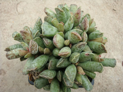 Adromischus cooperii (Baker) A.Berger 1930.; Specie acceptata. Origine: Africa de Sud :Eastern Cape, Noorsveld. -7 ° C pentru perioade scurte.
