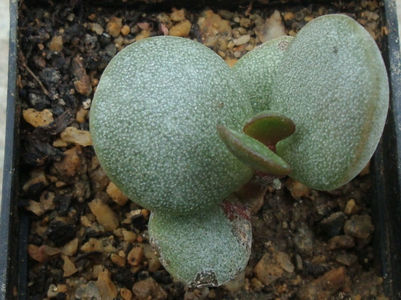 Adromischus montium-klinghardtii (Dinter) A.Berger 1930.; Specie acceptata. Origine Africa de Sud: Richtersveld Namaqualand.
