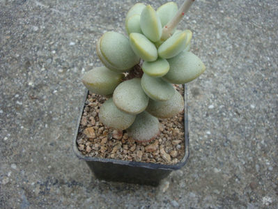 Adromischus montium-klinghardtii (Dinter) A.Berger 1930.; Specie acceptata. Origine Africa de Sud: Richtersveld Namaqualand.
