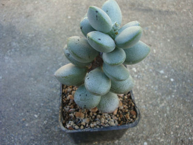 Adromischus montium-klinghardtii (Dinter) A.Berger 1930.; Specie acceptata. Origine Africa de Sud: Richtersveld Namaqualand.
