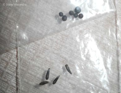 Guizotia de Etiopia cu semințe negre (Guizotia abyssinica) si Semințe de rapiță neagră