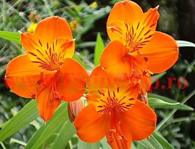 Bulbi Alstroemeria Orange King (Crin Peruvian); Plantarea se face in perioada martie-mai. Va inflori in perioada iunie-august. Prefera locurile insorite, dar se descurca si in cele semiumbrite. Inaltimea maxima 60-100 cm. STOC EPUIZAT!
