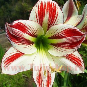 Bulbi Amaryllis Ambiance (Hipperastrum); Plantarea se face in perioada martie-aprilie.Va inflori in perioada decembrie - ianuarie. Inaltimea maxima 50-60 cm. Marime bulb 22/24. STOC EPUIZAT!
