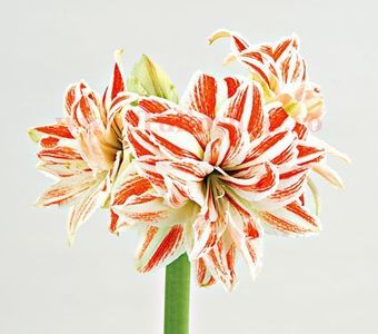 Bulbi Amaryllis Dancing Queen (Hipperastrum); Plantarea se face in perioada martie-aprilie. Va inflori in perioada decembrie - ianuarie. Inaltimea maxima 50-60 cm. Marime bulb 22/24. STOC EPUIZAT!

