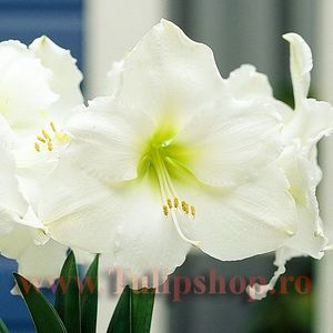 Bulbi Amaryllis Mont Blanc (Hipperastrum; Plantarea se face in perioada martie-aprilie. Va inflori in perioada decembrie - ianuarie. Inaltimea maxima 50-60 cm. Marime bulb 22/24. STOC EPUIZAT!
