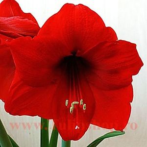 Bulbi Amaryllis Red Lion (Hipperastrum); Plantarea se face in perioada martie-aprilie. Va inflori in perioada decembrie - ianuarie. Inaltimea maxima 50-60 cm. Marime bulb 22/24. STOC EPUIZAT!
