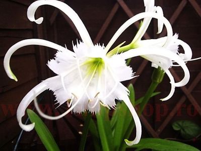 Bulbi Ismena Festalis (Amaryllidacee); Plantarea se face in perioada martie-aprilie. Va inflori in perioada iunie- septembrie. Inaltimea maxima 50-60 cm. Marime bulb 14/+. STOC EPUIZAT!
