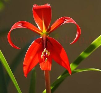 Bulbi Sprekelia (Amaryllidacee); Plantarea se face in perioada martie-aprilie. Va inflori in perioada iunie- septembrie. Prefera locurile insorite. Inaltimea maxima 30-50 cm. Marime bulb 14/+ . STOC EPUIZAT!
