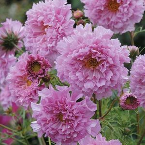 Seminte de Cosmos Batut - 12,2 lei; Seminte de Cosmos Batut - Cosmos Bipinnatus Double Click Rose Bon Bon
