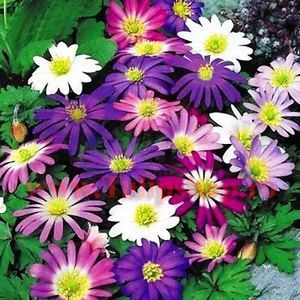 Bulbi Anemone Blanda Mix; Plantarea in perioada martie-mai. Va inflori in perioada iunie-iulie. Prefera locurile umbrite, dar se descurca si in cele insorite. Inaltimea maxima 30-40 cm. Marime bulb 5/+. STOC EPUIZAT!
