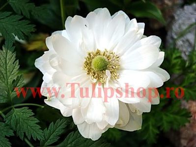 Bulbi Anemone Mount Everest; Plantarea se face in perioada martie-aprilie. Va inflori in perioada aprilie-mai. Prefera locurile umbrite. Inaltimea maxima 20-30 cm. Marime bulb 5/+. STOC EPUIZAT!
