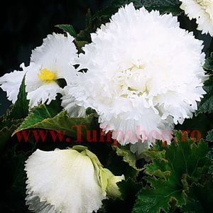 Bulbi Begonia Creata Alba; Plantarea se face in perioada martie-aprilie. Va inflori in perioada iun.-oct. Prefera locurile semiumbrite. Inaltimea maxima 20-30 cm. Marime bulb 5/+. STOC EPUIZAT!
