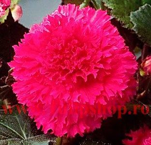 Bulbi Begonia Creata Roz; Plantarea se face in perioada martie-aprilie. Va inflori in perioada iun.-oct. Prefera locurile semiumbrite. Inaltimea maxima 20-30 cm. Marime bulb 5/+. STOC EPUIZAT!
