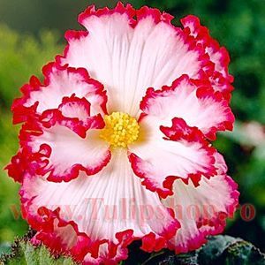 Bulbi Begonia Crispa Marginata Alba; Plantarea se face in perioada martie-aprilie. Va inflori in perioada iun.-oct. Prefera locurile semiumbrite. Inaltimea maxima 20-30 cm. Marime bulb 5/+. STOC EPUIZAT!
