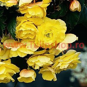 Bulbi Begonia Curgatoare Galbena; Plantarea se face in perioada martie-aprilie. Va inflori in perioada iun.-oct. Prefera locurile semiumbrite. Inaltimea maxima 20-30 cm. Marime bulb 5/+. STOC EPUIZAT!
