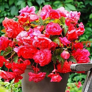 Bulbi Begonia Curgatoare Roz; Plantarea se face in perioada martie-aprilie. Va inflori in perioada iun.-oct. Prefera locurile semiumbrite. Inaltimea maxima 20-30 cm. Marime bulb 5/+. STOC EPUIZAT!
