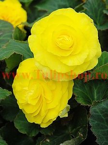 Bulbi Begonia Nonstop Galbena; Plantarea se face in perioada martie-aprilie. Va inflori in perioada iun.-oct. Prefera locurile semiumbrite. Inaltimea maxima 20-30 cm. Marime bulb 5/+. STOC EPUIZAT!
