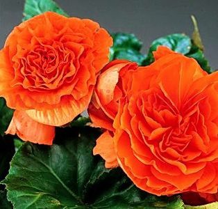 Bulbi Begonia Nonstop Portocalie; Plantarea se face in perioada martie-aprilie. Va inflori in perioada iun.-oct. Prefera locurile semiumbrite. Inaltimea maxima 20-30 cm. Marime bulb 5/+. STOC EPUIZAT!
