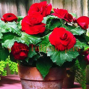 Bulbi Begonia Nonstop Rosie; Plantarea se face in perioada martie-aprilie. Va inflori in perioada iun.-oct. Prefera locurile semiumbrite. Inaltimea maxima 20-30 cm. Marime bulb 5/+. STOC EPUIZAT!
